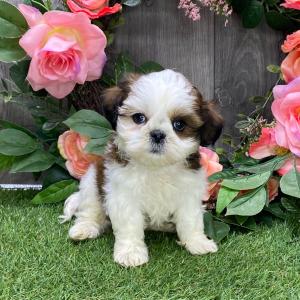 Shih Tzu Puppy Jay
