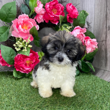 Havanese Puppy Lenny