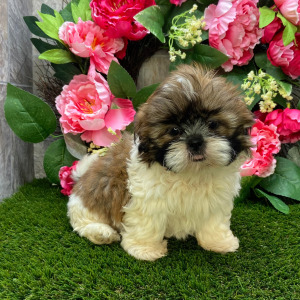 Shih Tzu Puppy Sheila