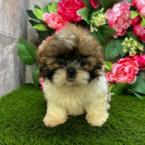 Shih Tzu Puppy Sheila