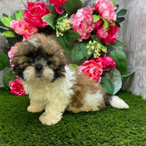 Shih Tzu Puppy Sheila