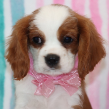 Cavalier King Charles Spaniel Puppy Jamin