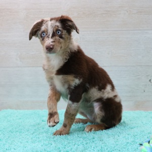 Australian Shepherd Puppy Ace