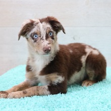 Australian Shepherd Puppy Ace