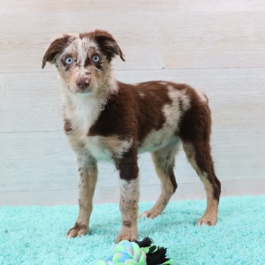 Australian Shepherd Puppy Ace