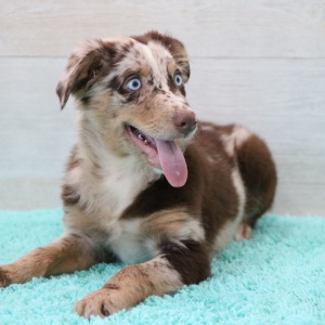 Australian Shepherd Puppy Ace