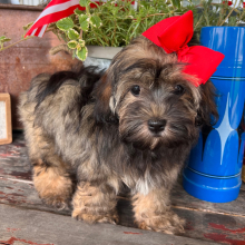 Cockapoo Puppy Maize