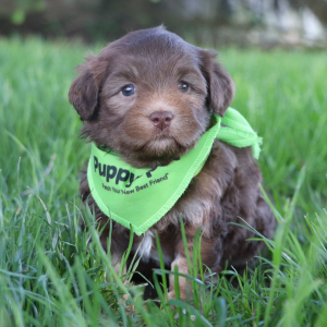 Havanese Puppy Bryson