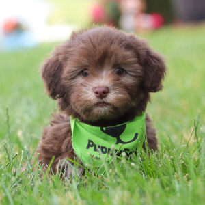 Havanese Puppy Bryson
