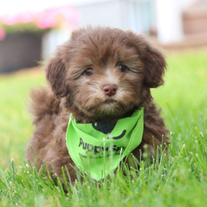 Havanese Puppy Bryson