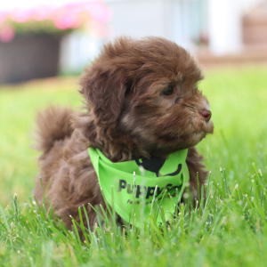 Havanese Puppy Bryson