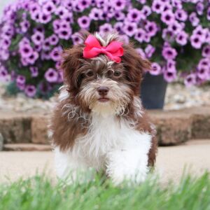 Havanese Puppy Amber
