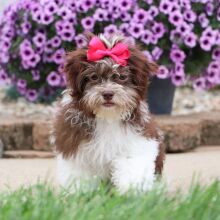 Havanese Puppy Amber