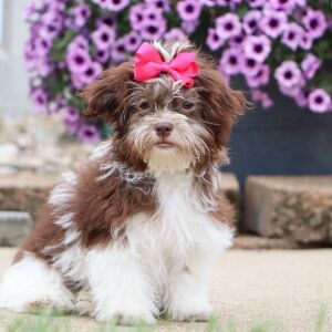Havanese Puppy Amber