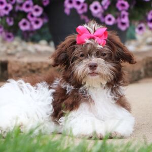 Havanese Puppy Amber