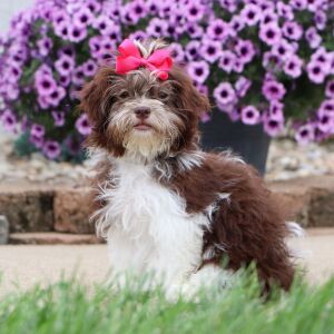 Havanese Puppy Amber