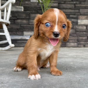 Cavalier King Charles Spaniel Puppy Jack