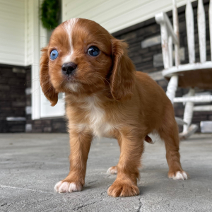 Cavalier King Charles Spaniel Puppy Jack