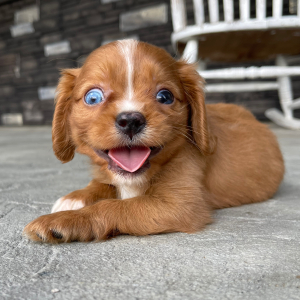 Cavalier King Charles Spaniel Puppy Jack