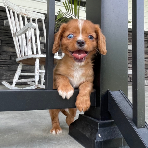 Cavalier King Charles Spaniel Puppy Jack