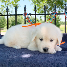 Golden Retriever Puppy Bryson