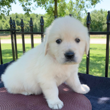 Golden Retriever Puppy Sugar