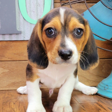 Beagle Puppy Blaze