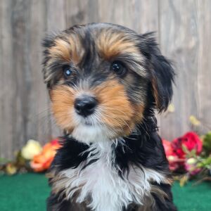 Yorkshire Terrier Puppy Millie