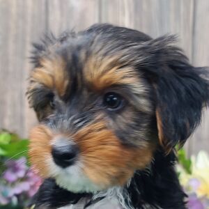 Yorkshire Terrier Puppy Millie