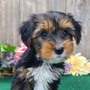 Yorkshire Terrier Puppy Millie
