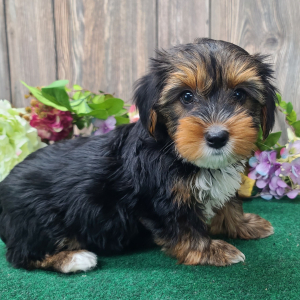 Yorkshire Terrier Puppy Millie