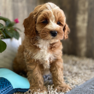 Cockapoo Puppy Jan