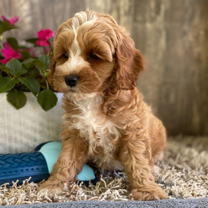 Cockapoo Puppy Jan