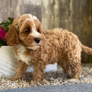 Cockapoo Puppy Jan