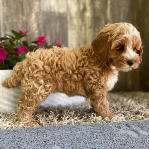 Cockapoo Puppy Jan