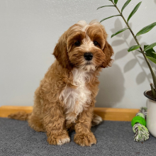 Cockapoo Puppy Jan