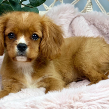 Cavalier King Charles Spaniel Puppy Gus