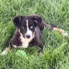Australian Shepherd Puppy Archer