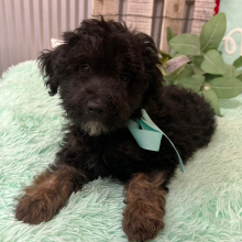 Aussiedoodle Puppy Oliver