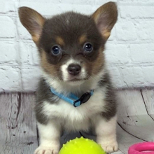Pembroke Welsh Corgi Puppy Sadie
