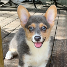 Pembroke Welsh Corgi Puppy Sadie