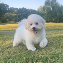 Bichon Frise Puppy Teddy