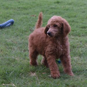 Poodle Puppy Elizabeth