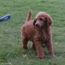 Poodle Puppy Elizabeth