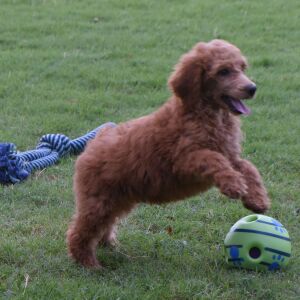 Poodle Puppy Elizabeth