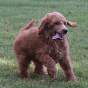 Poodle Puppy Elizabeth