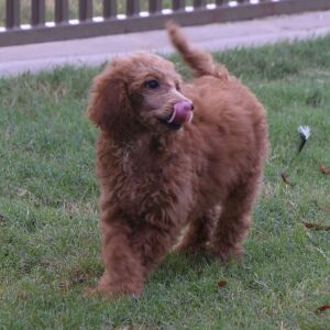 Poodle Puppy Elizabeth
