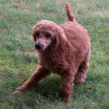 Poodle Puppy Elizabeth