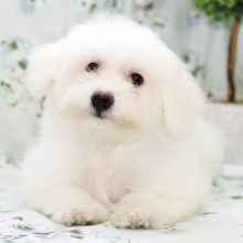Bichon Frise Puppy Timber