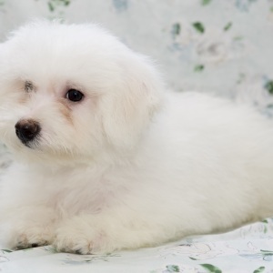 Bichon Frise Puppy Timber